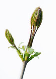 Spring leaves on a white background