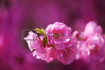 Japanese sakura blossom