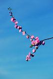 Gorgeous pink sakura