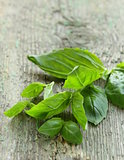 fresh green basil leaves on a wooden background