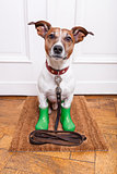 dog rubber rain boots