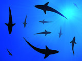 Sharks background