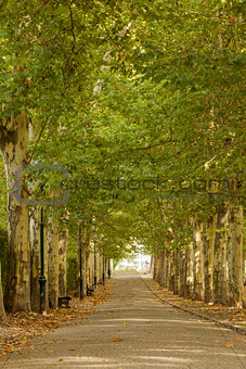 Walkway along lined trees in the park