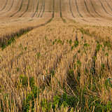 Rural fields