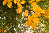 Autumnal leaves against plants