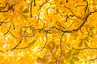 Branches and autumnal leaves