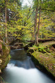 Rapids flowing along lush forest