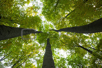 Low angle view of tall trees