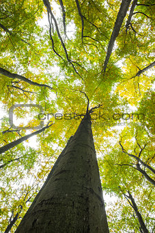 Low angle view of tall trees