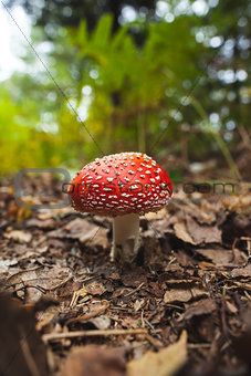 Mushroom against blurred plants