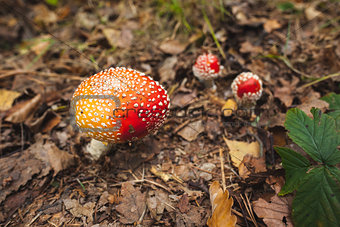 Mushroom on forest ground