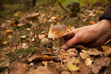 Hand touching mushroom on forest ground