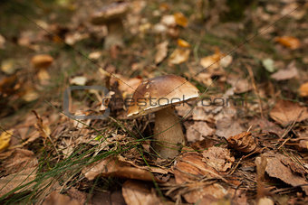 Mushroom on forest ground
