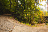 Tarmac curved country road in forest