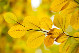 Autumnal leaves against blurred plants
