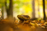 Close up shot of a mushroom on forest ground