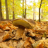 Close up of a mushroom on forest ground