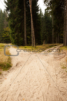 Narrow dirt road leading to two different track along trees