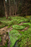 Narrows dry stream along in forest