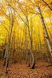 Trees in the autumnal forest