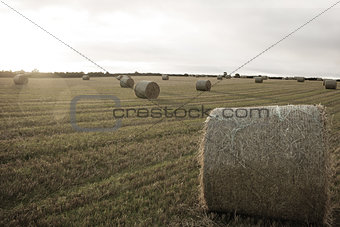 Landscape with bales of straw