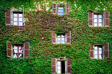 Building wall and windows covered with ivy and vine 