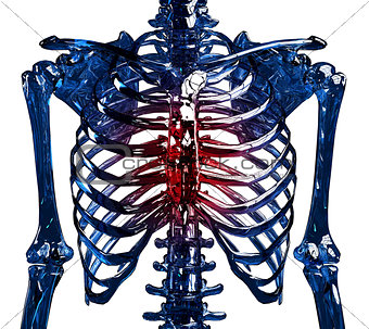 Glass skeleton thoracic pain