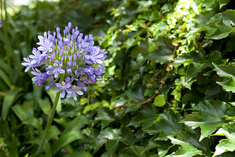 leaves with blue flowers