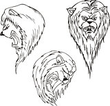Aggressive lion heads