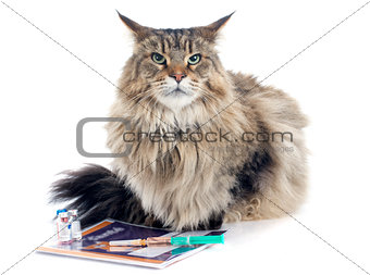 maine coon and syringe
