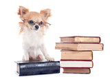 chihuahua and books