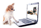 chihuahua and computer