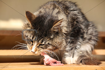 Beautiful cat eating fresh meat