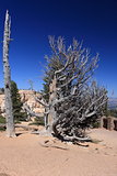 Old bristlecone pine in bryce canyon