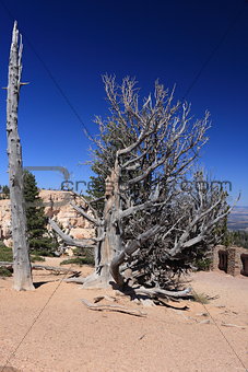 Old bristlecone pine in bryce canyon