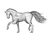 Engraved vintage horse