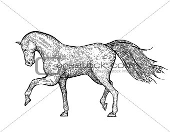 Engraved vintage horse