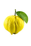 yellow ripe lemon 