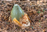growing of the common stinkhorn