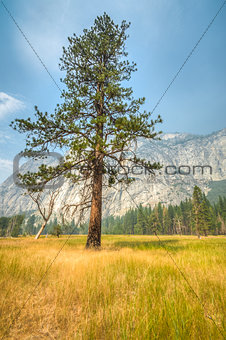 Yosemite lonley tree