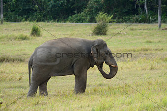 bull Asian Elephant (Elephas maximus)