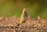 immature Red-throated Pipit (Anthus cervinus)