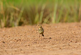 male Red-throated Pipit (Anthus cervinus)