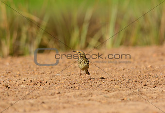 male Red-throated Pipit (Anthus cervinus)