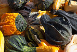 The Harvest of Squashes