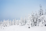 winter landscape, Orlicke Mountains, Czech Republic