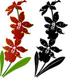 orchid flowers vector