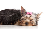 Cute yorkshire terrier puppy isolated over white