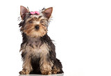 Cute yorkshire terrier puppy isolated over white