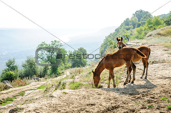 Two foals early morning at rural landscape